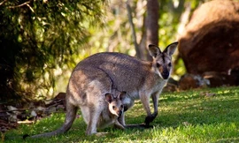 1001 thắc mắc: Kangaroo kì lạ tới mức nào?