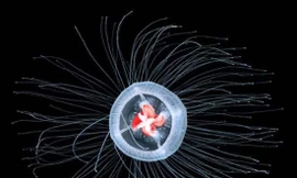 1001 thắc mắc: Loài động vật nào sống cả 1.000 năm?