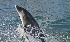 Cá heo được các nhà khoa học đánh giá thông minh chỉ sau con người - Ảnh: Shutterstock