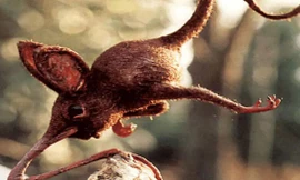 Nosewalker - Loài động vật kì lạ nhất Trái đất, dù có chân nhưng lại dùng mũi để di chuyển