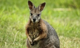 Chuột Wallaby chưa sinh con đã có thể mang thai