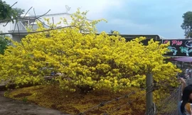 Dòng người lại bất ngờ đổ về thị trấn Gia Ray xem cây mai cổ 'bật dậy'