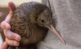 1001 thắc mắc: Loài chim nào đẻ trứng ‘khủng’ nhất so với cơ thể?