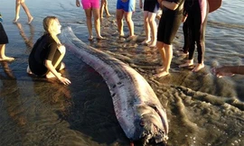 1001 thắc mắc: Loài cá nào có xương dài nhất thế giới?