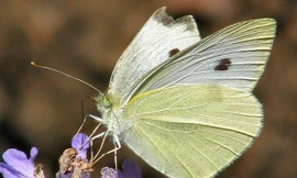 1001 thắc mắc: Vì sao bướm chỉ sử dụng chân để nếm mật hoa?