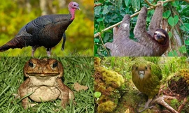 1001 thắc mắc: Những loài động vật nào nổi tiếng về độ ngớ ngẩn?