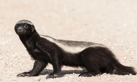 1001 thắc mắc: Những loại động vật sở hữu ‘siêu năng lực’ đến mức khó tin