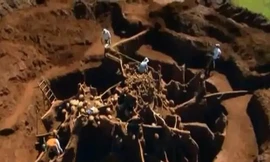 Bạn có tin đây là tổ kiến?