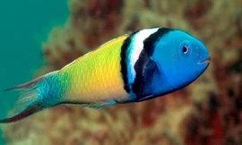 1001 thắc mắc: Loài cá nào chỉ mất 20 ngày để chuyển giới từ cái thành đực?