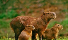 Chuột lang nước cũng có một phương pháp ngăn ngừa ung thư đặc biệt - (Ảnh: Carlos Eduardo Livino).