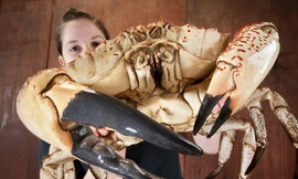 Cua khổng lồ Ttasmania