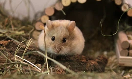 1001 thắc mắc: Chuột hamster xuất xứ từ đâu?