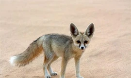 1001 thắc mắc: Loài cáo nào nhỏ nhất thế giới?