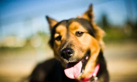 1001 thắc mắc: Điều gì giúp chó thính tai?