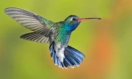 1001 thắc mắc: Loài chim đặc biệt nào khi ngủ tự giảm thân nhiệt 30 độ?