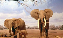 1001 thắc mắc: Voi to lớn, khổng lồ sao uống tý rượu lại 'say lăn quay'?