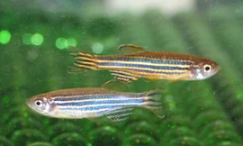 Cá ngựa vằn 