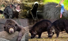 1001 thắc mắc: Những động vật nào hung hăng nhất thế giới, chớ dại 'cà khịa'?