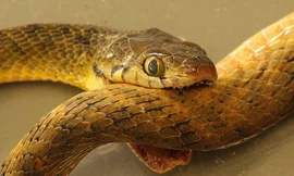 1001 thắc mắc: Những loài động vật nào ‘tự ăn thịt mình’?