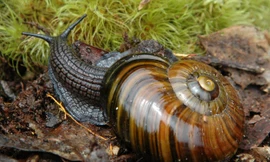 1001 thắc mắc: Loài vật nào có tới 25.000 chiếc răng?