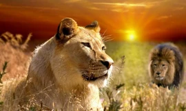 1001 thắc mắc: Có phải sư tử đực lười, sư tử cái chăm?