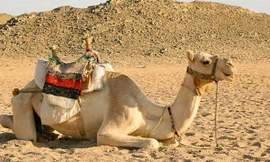 Lạc đà là một trong những loại động vật có khả năng thích nghi tốt môi trường trong sa mạc.