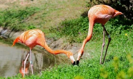 1001 thắc mắc: Có phải chim hồng hạc luôn ‘sống chết có nhau’?