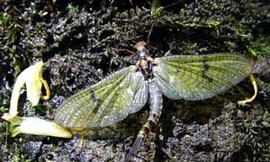 Phù du là loài vật có tuổi thọ ngắn nhất trên trái đất này