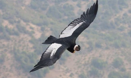 1001 thắc mắc: Chim kền kền bay mà không cần vỗ cánh?