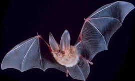 1001 thắc mắc: Vì sao dơi treo ngược cơ thể khi ngủ?