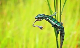 Lưỡi của tắc kè có thể đạt vận tốc gần 100 km/h chỉ sau 1/100 giây