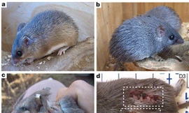 1001 thắc mắc: Loài nào có khả năng tự lột da thần kỳ khi gặp kẻ thù để thoát thân?