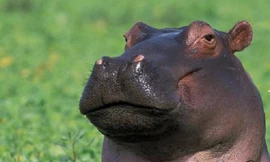 1001 thắc mắc: Hà Mã chế được kem chống nắng?