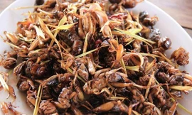 Đặc sản dế Thái khiến dân nhậu Việt phát cuồng