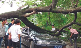 Tai nạn do cây gãy đổ: Ai chịu trách nhiệm?