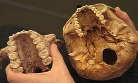 Cỏ là thức ăn chủ yếu của người nguyên thủy