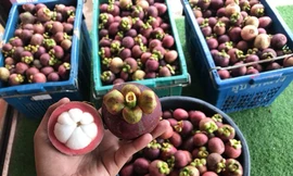 Chủ quầy trái cây 'chặt chém' du khách ở Huế bị xử phạt 