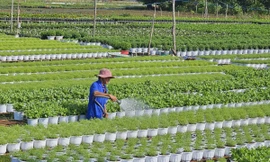 Thương lái từ Hà Nội vào thủ phủ hoa Sa Đéc đặt hàng Tết