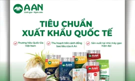 Sản xuất lúa gạo chất lượng cao theo xu thế bền vững 