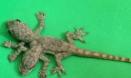 Tắc kè 2 đầu, 6 chân kì lạ được tìm thấy tại Thái Lan