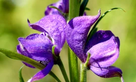 Vẻ đẹp quyến rũ của... hoa độc