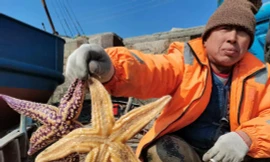 Ngư dân Trung Quốc sợ hãi vì 'cướp biển 5 chân' ăn sạch ngao