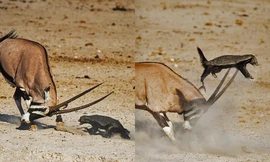 Bị chọc tức, linh dương dạy lửng mật biết thế nào là giang hồ 