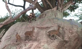 Bị đàn chó hoang vây giết, linh dương sống sót nhờ khả năng leo trèo tuyệt đỉnh 