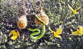 Đàn chim chiến đấu trong tuyệt vọng để bảo vệ con khỏi rắn độc