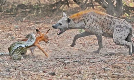 Săn được linh dương, trăn lại bị linh cẩu nẫng tay trên trong chớp mắt 