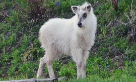 'Siêu thần thú' xuất hiện, cư dân mạng Nhật Bản xôn xao 