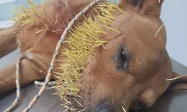 Thách đấu với nhím, chú chó 'thần sấm' thua thảm