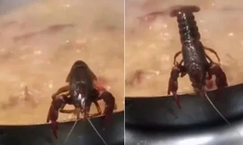 Khát vọng sống mãnh liệt của tôm hùm đất khiến dân mạng xúc động