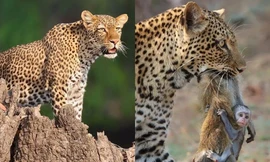 Mẹ bị báo hoa mai giết, khỉ con ngơ ngác ôm chặt xác mẹ đu bám theo